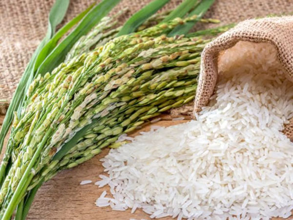 Cameroon partners with Israel’s Ekobell to develop rice sector through US$172M investment