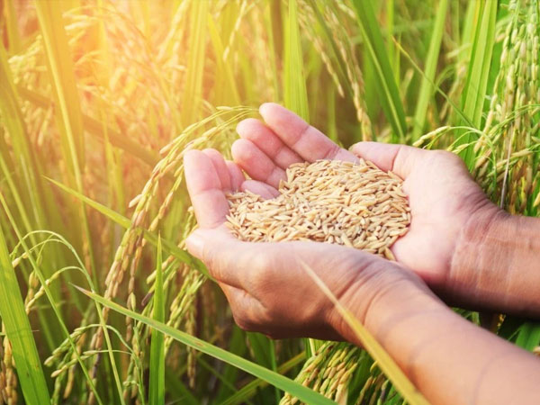 European rice production in “crisis” amid calls to review trade policies