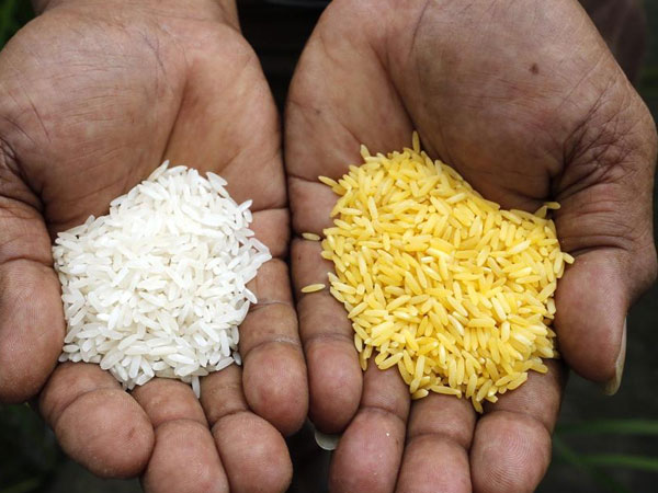 India may end ₹2,700 crore rice fortification programme