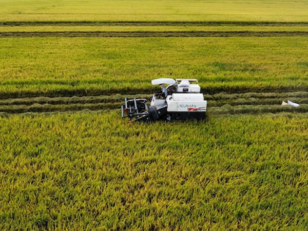 Mekong Delta lowers low-emission rice growing area to 860,000 hectares