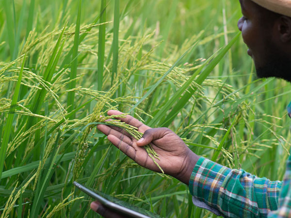 Mozambique seeks Thai expertise to cultivate self-sufficiency in rice