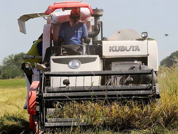 NFA to delay palay buying to avoid price spike