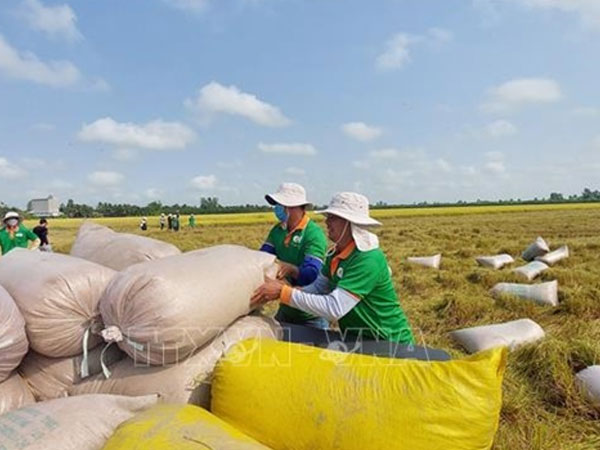 Philippines trims rice imports as Việt Nam enters peak harvest