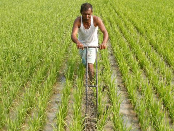 Rice News in EnglishMinistry of Agriculture and Farmers Welfare releases Second Advance Estimates of Production of major agricultural crops (Kharif & Rabi) for 2025-26