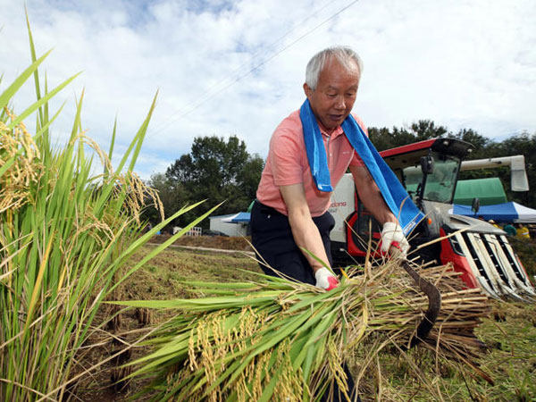 Rice prices surge for seven months despite government measures