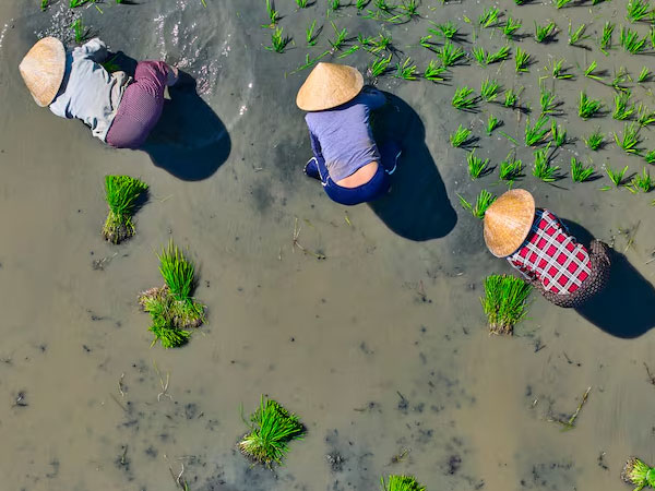 Vietnam doubles low‑emission rice target early by cutting adoption risks