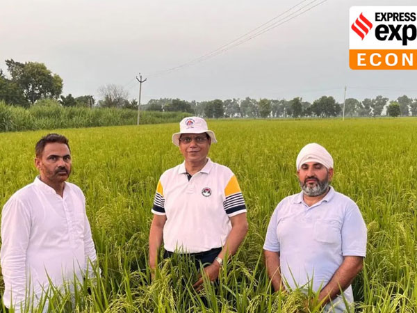 Why India’s rice production and exports requires a rethink