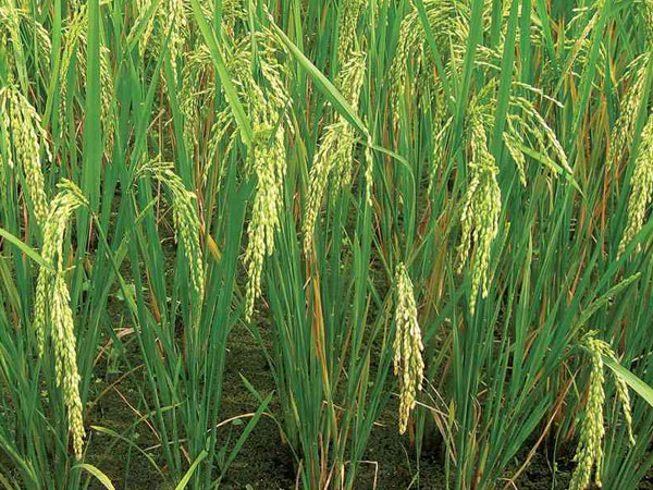 50 000 hectares targeted for rice production