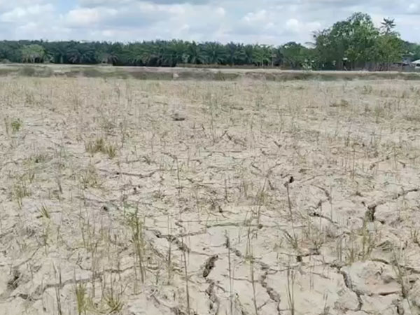 Extreme heat dries up rice fields in Mlang, Cotabato