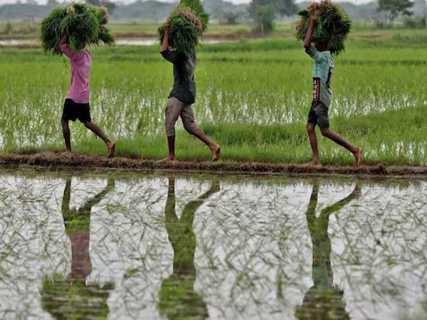 FAO WMO warn hotter drier weather threatens India's rice farming