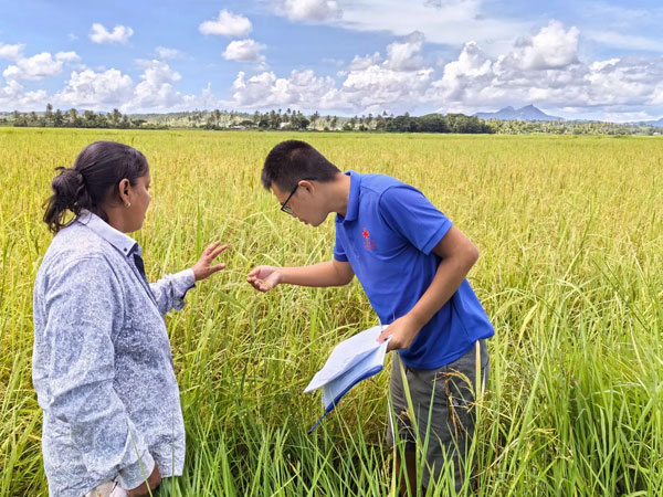 Fuel crisis sharpens urgency for local rice farming