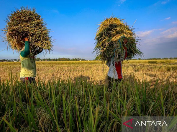 Indonesia's rice stock strong amid uncertainty, El Niño: minister
