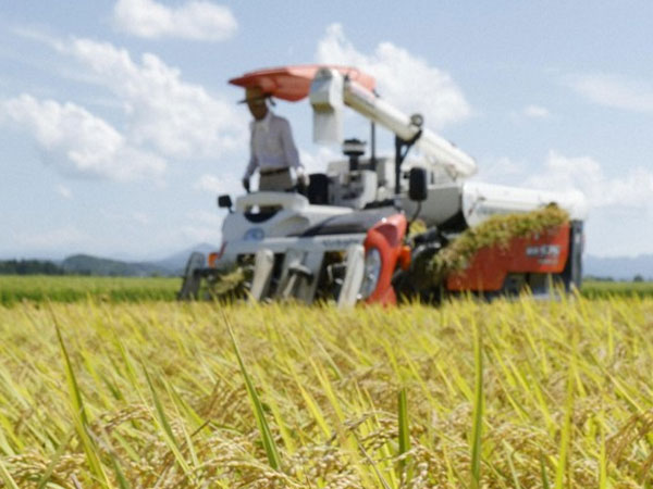 Japan Cabinet OKs demand-based rice output policy, boosts shortage measures