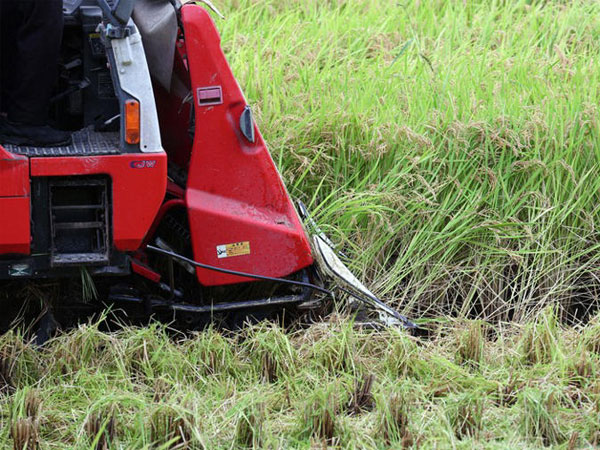 New indicator for rice production, distribution costs in Japan set at 2,816 yen per 5 kg