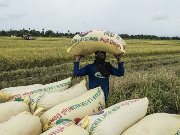 ₱75-B loss seen for rice, corn, fisheries