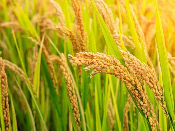 Water worries dent Thailand’s rice outlook