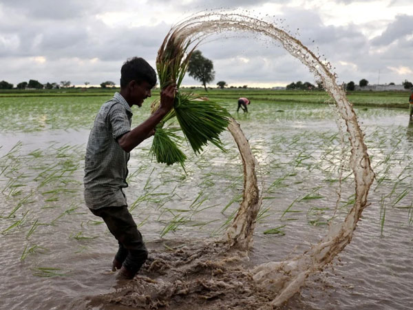 Can India’s rice farmers reap from US$30 million Amazon carbon credit deal?