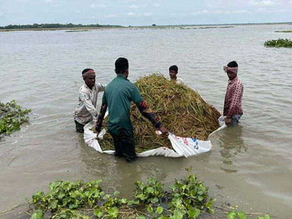 Early rains on the haors: rice harvests at risk in Bangladesh