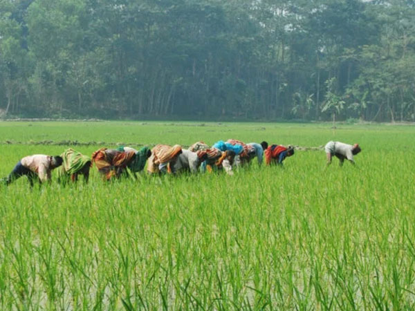 Forecast-based rice farming can transform Bangladesh’s agriculture