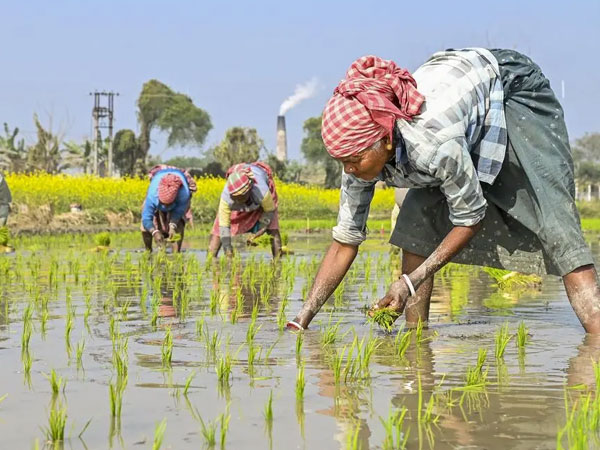 IIRR’s direct seeded rice initiative increases yields by 8-13%