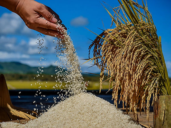 Industry groups split over P50 rice price cap