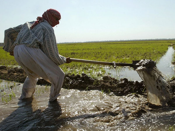 Iraq revives rice cultivation for 2026 summer farming plan