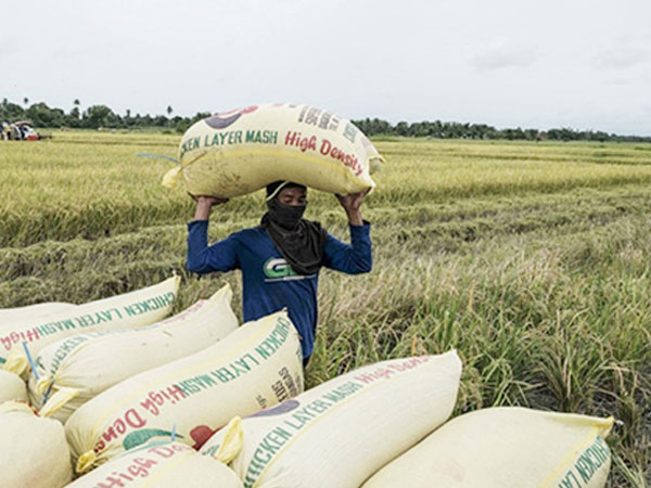 PHL keen on limiting rice imports for 90 days