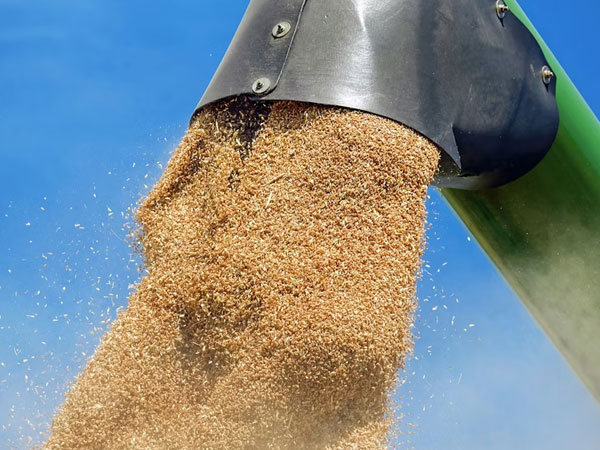 US grain export sales decline for key crops