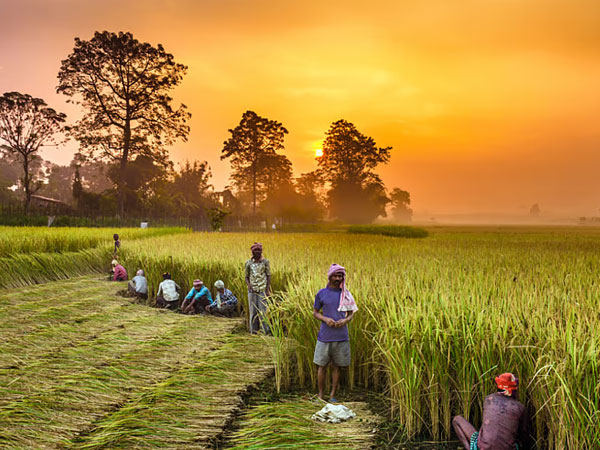 Kharif sowing gains momentum: Rice, millets surge; oilseeds, cotton lag