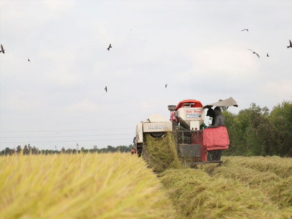 Rice export volume rises, but prices weigh on earnings