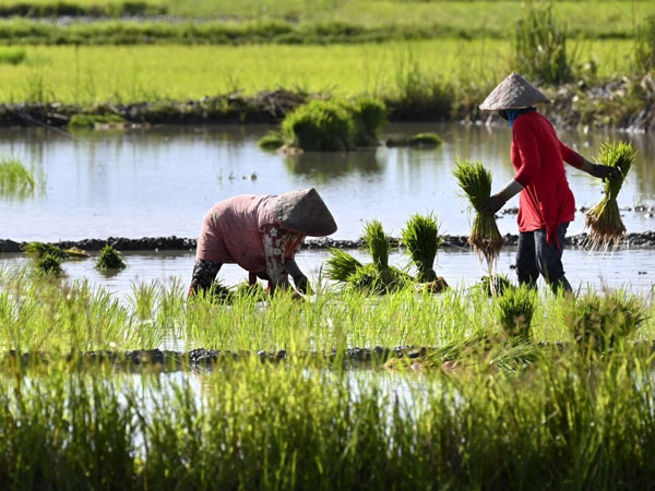 Rice role in fueling climate change is growing