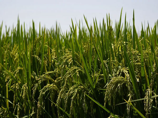 Section 301 investigation, tariffs could be key to U.S. rice’s survival