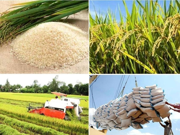 Vietnam's rice export revenue hits $2.09 bln in 5M