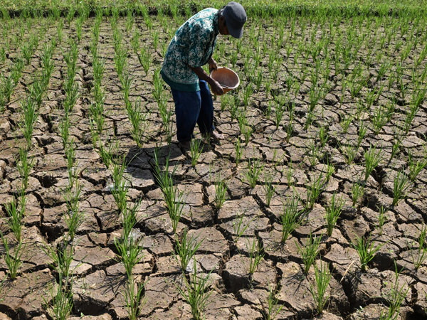 A severe El Niño could shake the world's rice supply chain