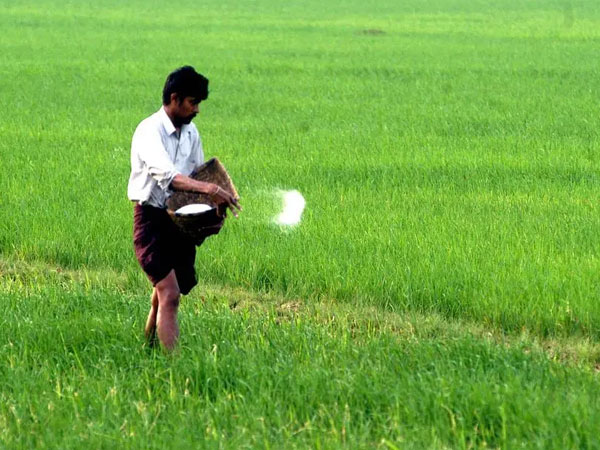 Farmers begin sustainable rice cultivation in punjab - although late, not too late