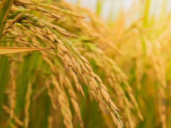 Mali steps up support for local rice as sector pushes for policy changes