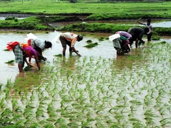 Punjab farmers bring 4 lakh acre under Direct Seeded Rice; 36% jump over last year
