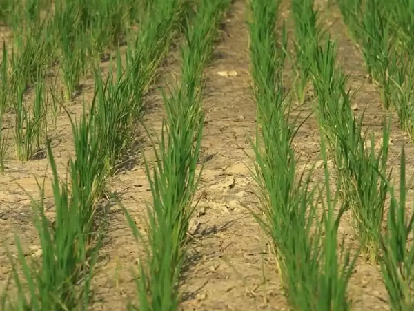 Relentless heatwave, prolonged drought threaten rice farming in Italy
