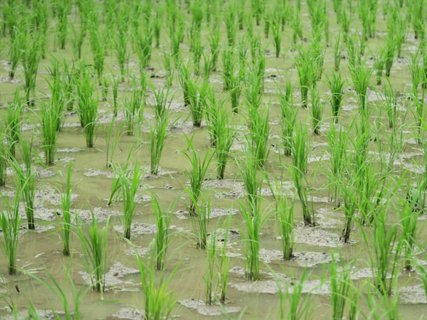 US rice production hits 39-year low
