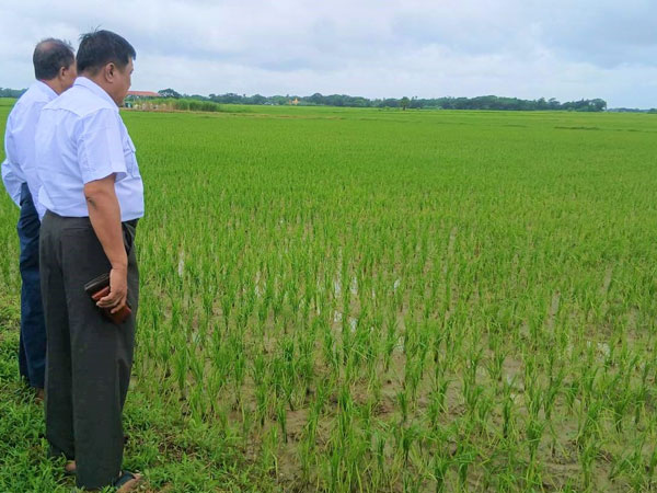 Yangon Region grows over 600,000 acres of monsoon paddy