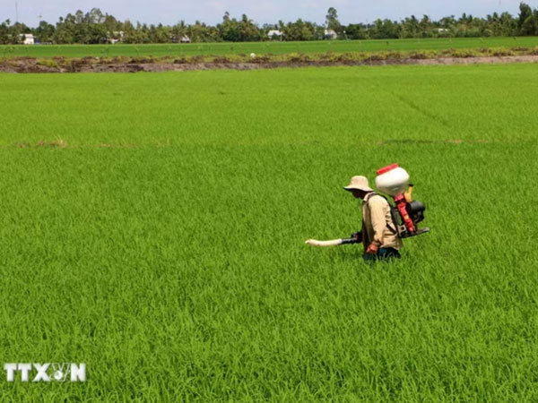 Can Tho to host second Viet Nam International Rice Festival