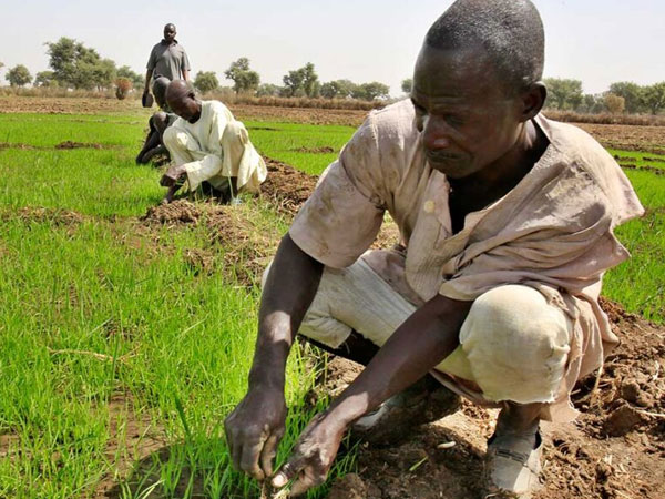 High input costs, insecurity threaten northern Nigeria’s rice ambitions