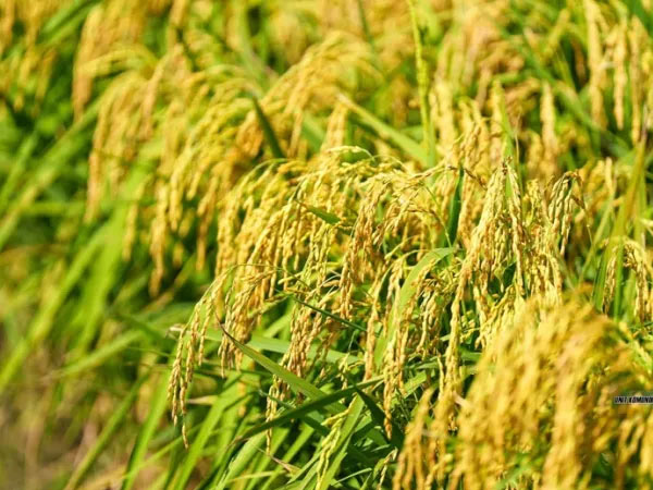 “Sarawak can become another Thailand”: Premier eyes rice export future