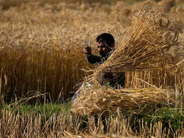 Bangladesh looks to India for wheat as high rice prices push people to roti