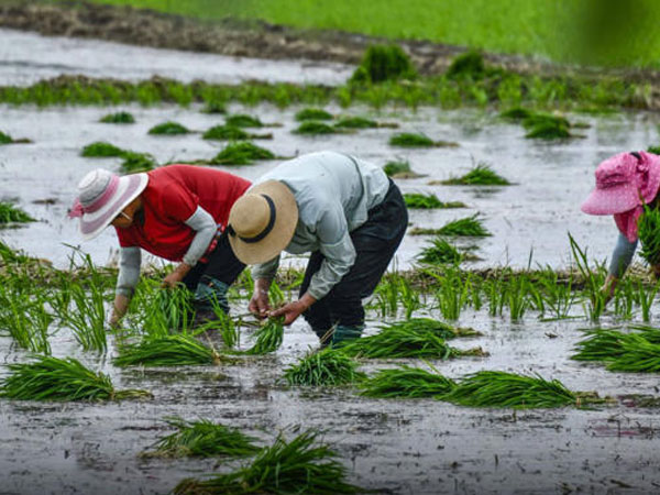 China’s rice strategy moves beyond paddy field