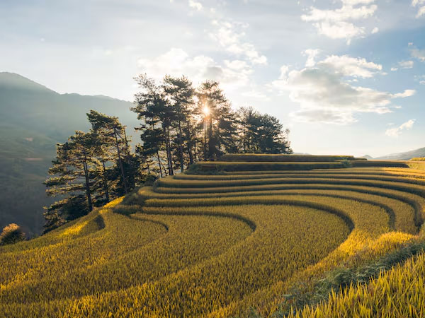‘Strongest evidence’: Vietnam’s million-hectare rice programme proves regen ag can pay farmers – IRRI chief