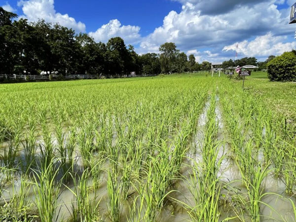 Super El Niño Intensifies, Putting ASEAN Rice and Food Security at Risk