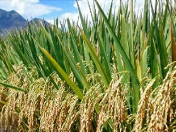 Ghana’s rice production faces 18% drop as prices fall