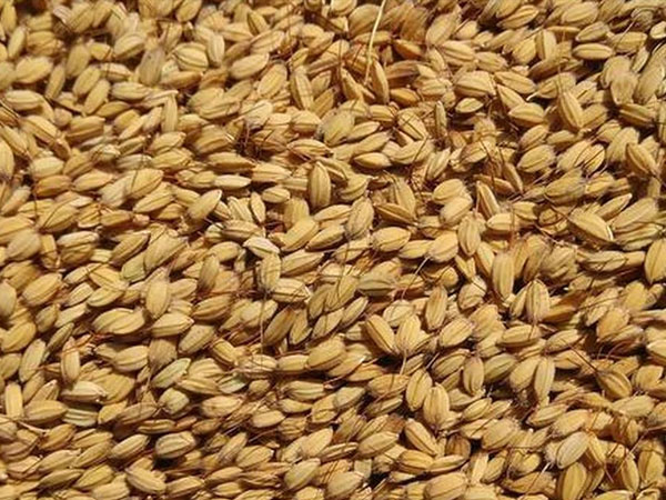 In Kashmir’s traditional rice, clues to a journey from East Asia