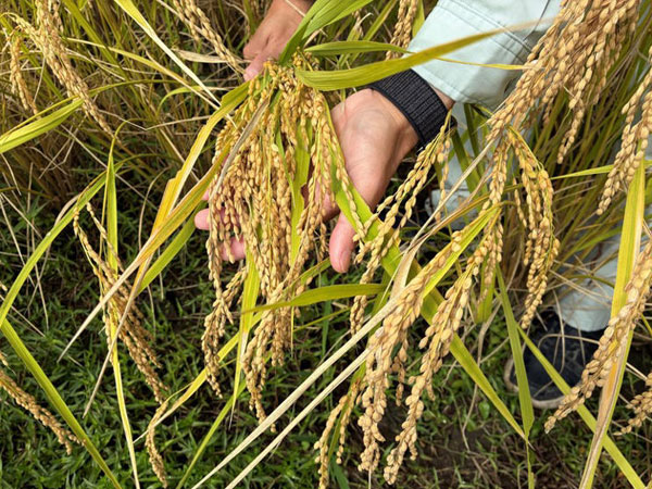 In reversal of 2025 fortunes, Japan rice farmers face falling prices as new harvest arrives